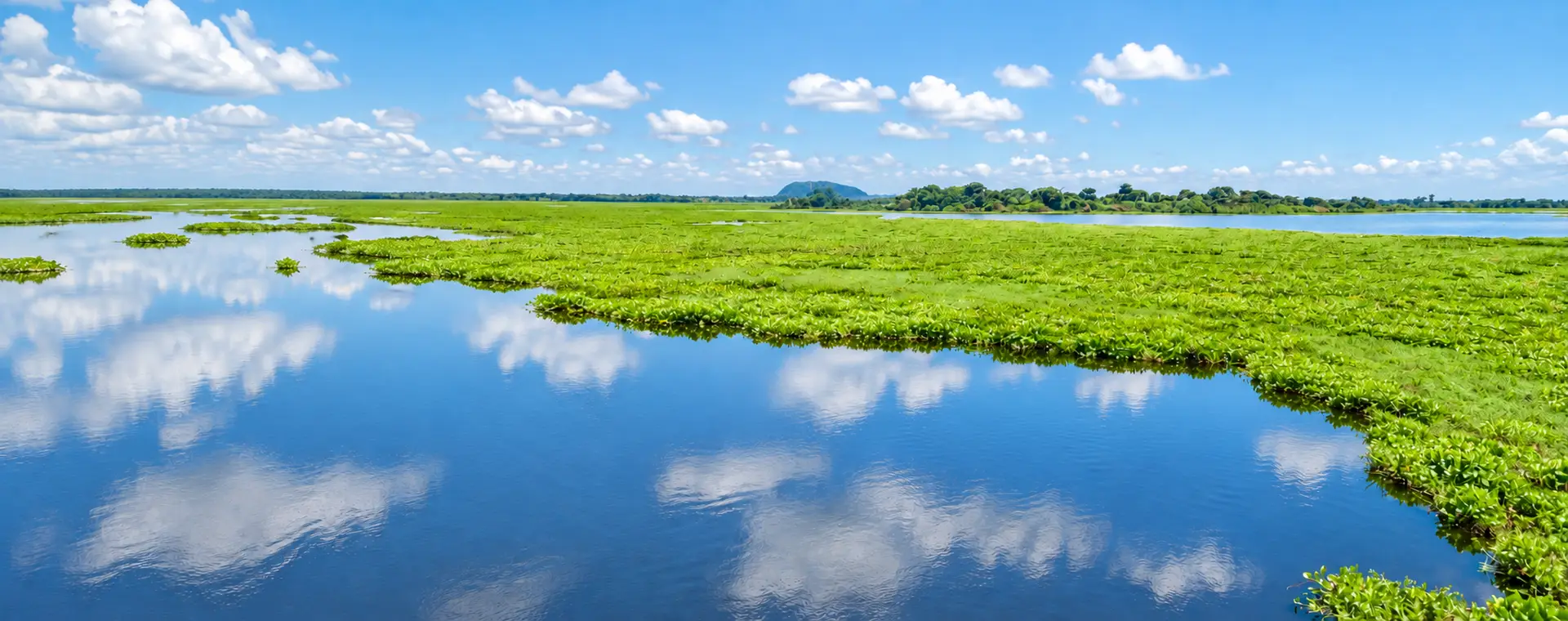 Panorámica de un humedal con vegetación flotante